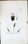 Antique Print Didymodon Inclinatus British Plants Botany 1847 Sowerby Smith