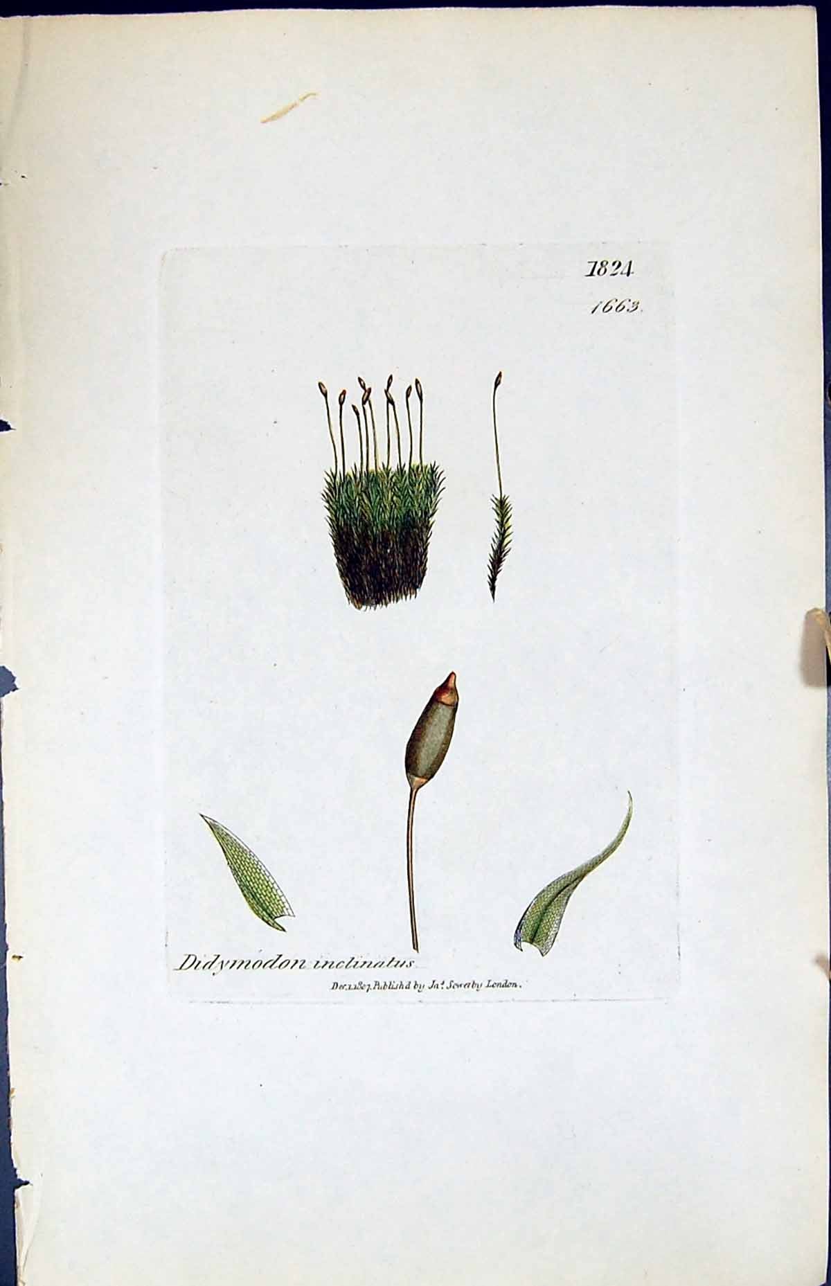 Antique Print Didymodon Inclinatus British Plants Botany 1847 Sowerby Smith