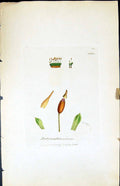 Antique Old Print Didymodon Nervosus British Plants Botany 1847 Sowerby Smith