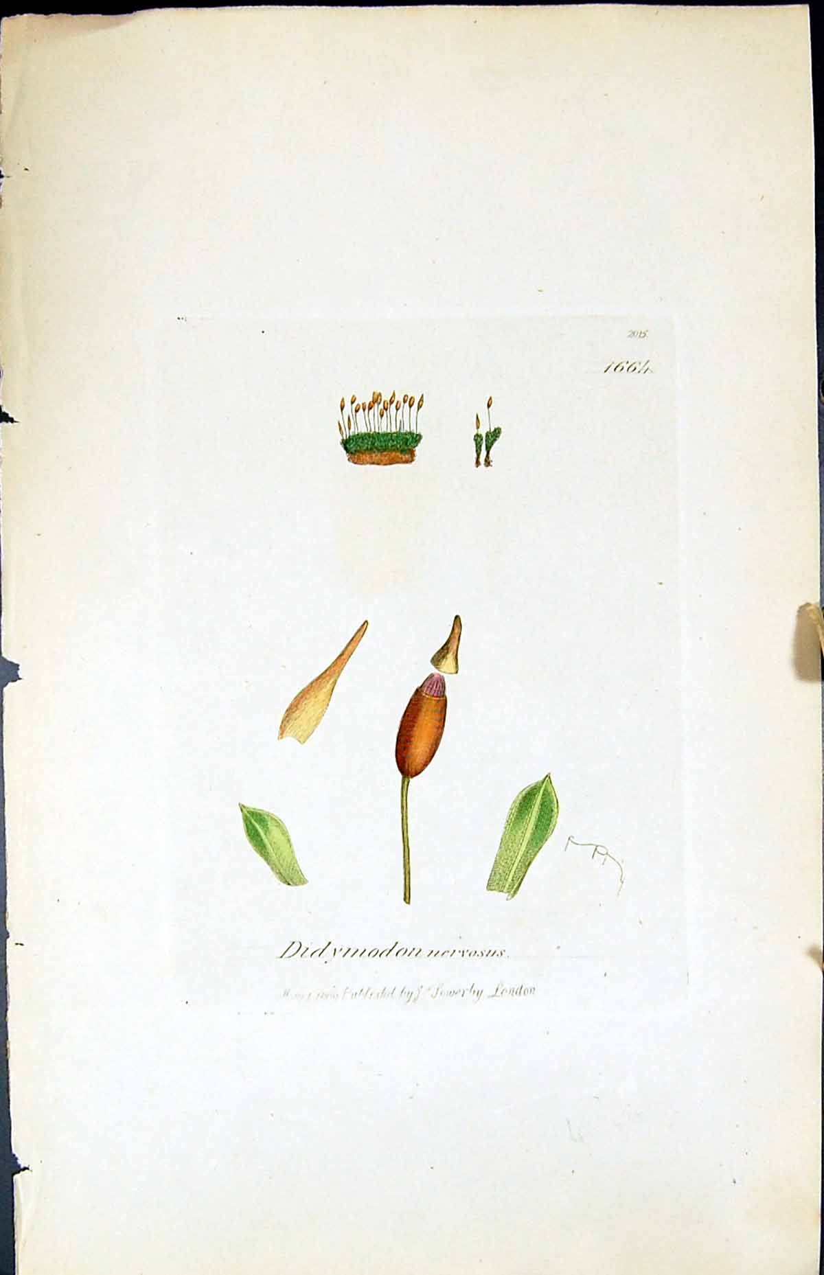 Antique Old Print Didymodon Nervosus British Plants Botany 1847 Sowerby Smith
