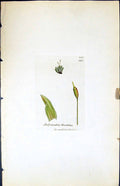 Old Print Didymodon Flexifolius British Plants Botany 1847 Sowerby Smith 19th