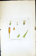 Old Print Didymodon Glaucescens British Plants Botany 1847 Sowerby Smith 19th