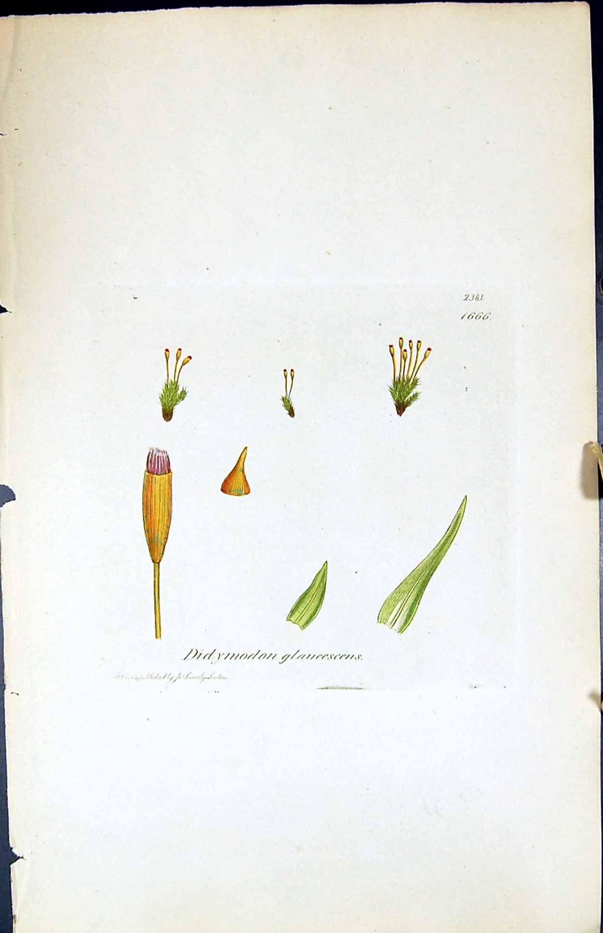 Old Print Didymodon Glaucescens British Plants Botany 1847 Sowerby Smith 19th