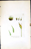 Antique Old Print Didymodon Bruntoni British Plants Botany 1847 Sowerby Smith