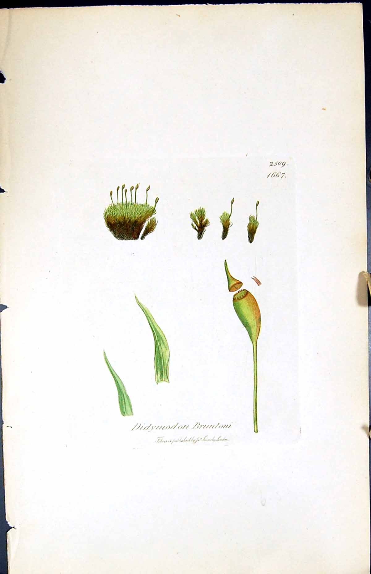 Antique Old Print Didymodon Bruntoni British Plants Botany 1847 Sowerby Smith