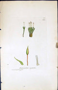 Antique Print Didymodon Rigidulus British Plants Botany 1847 Sowerby Smith 19th