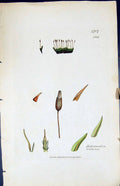 Antique Print Didymodon Trifarius British Plants Botany 1847 Sowerby Smith 19th