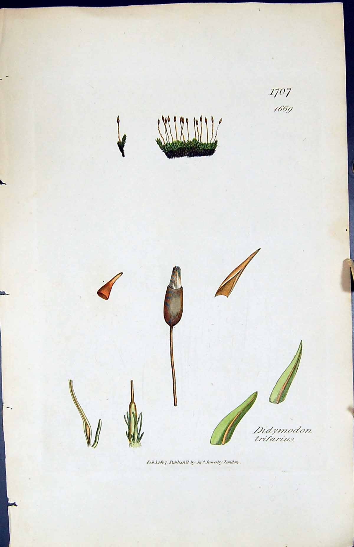 Antique Print Didymodon Trifarius British Plants Botany 1847 Sowerby Smith 19th