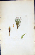 Antique Old Print Didymodon Linoides British Plants Botany 1847 Sowerby Smith