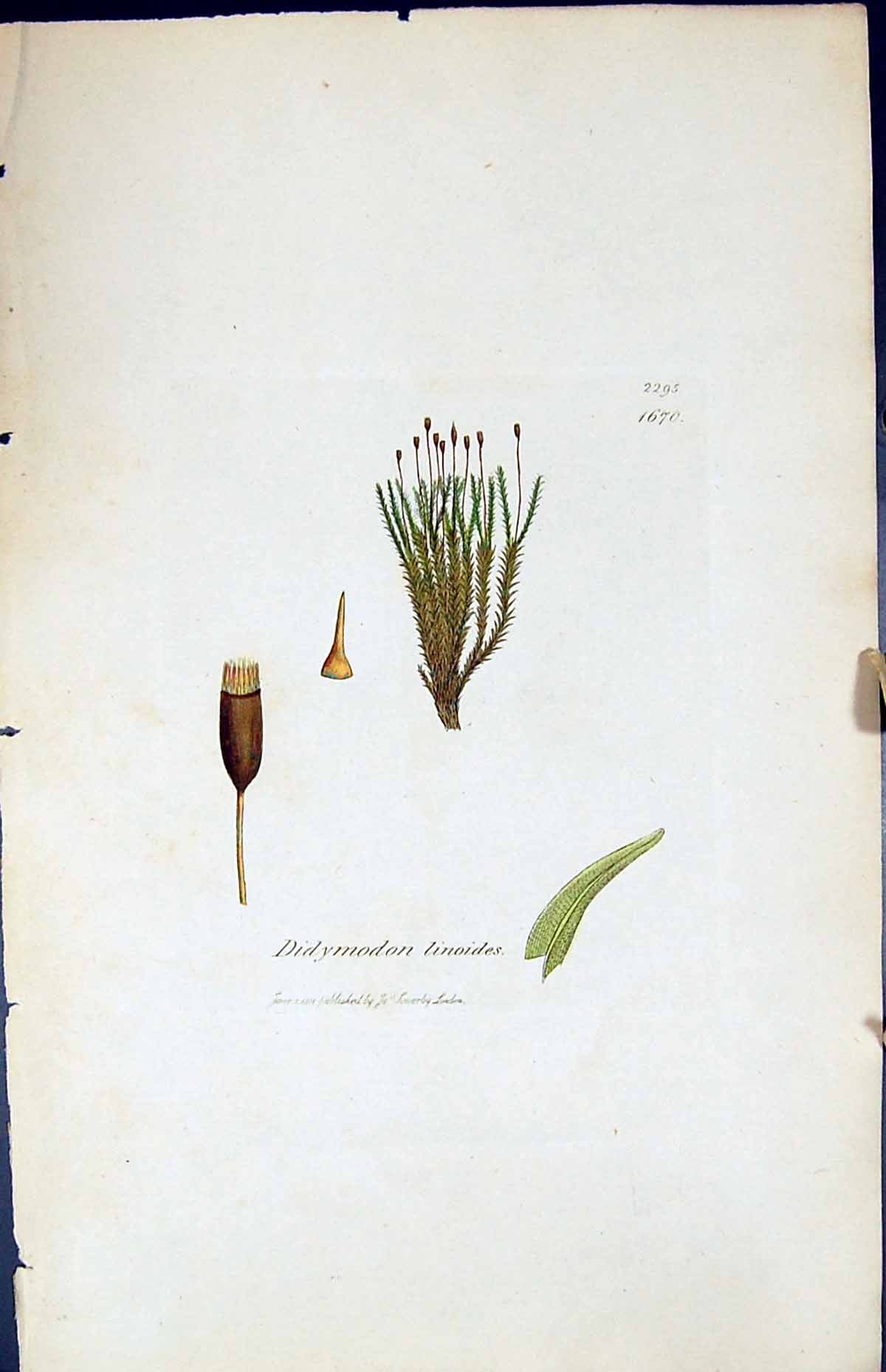 Antique Old Print Didymodon Linoides British Plants Botany 1847 Sowerby Smith