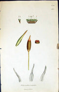 Antique Print Didymodon Crispulus British Plants Botany 1847 Sowerby Smith 19th