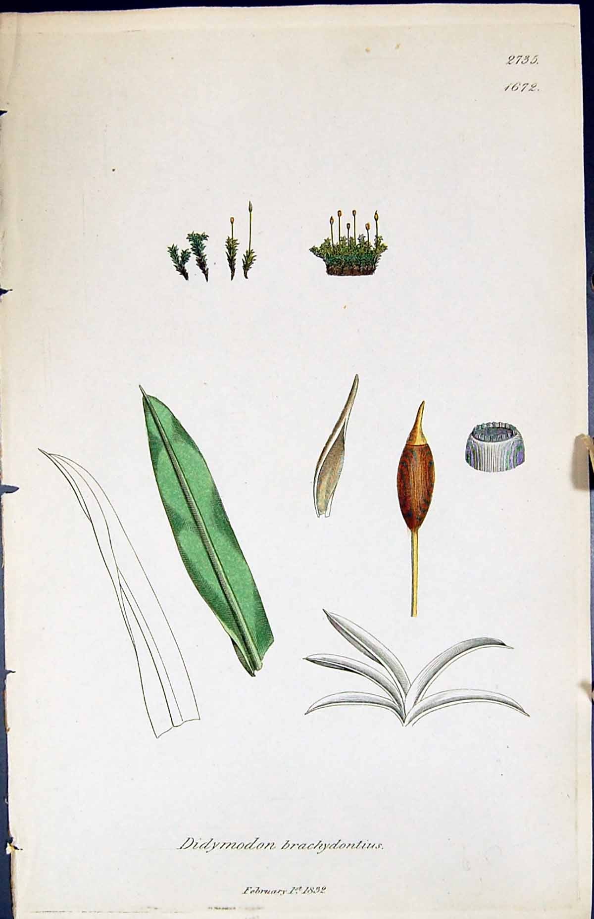 Old Didymodon Brachydontius British Plants Botany 1847 Sowerby Smith Victorian