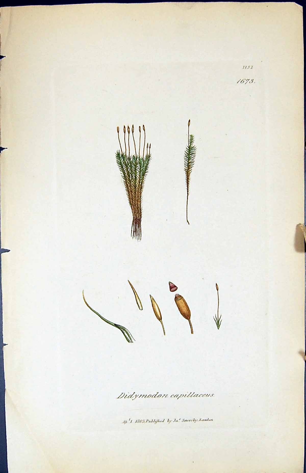 Old Print Didymodon Capillaceus British Plants Botany 1847 Sowerby Smith 19th