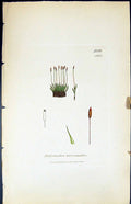 Old Print Didymodon Heteromallus British Plants Botany 1847 Sowerby Smith 19th