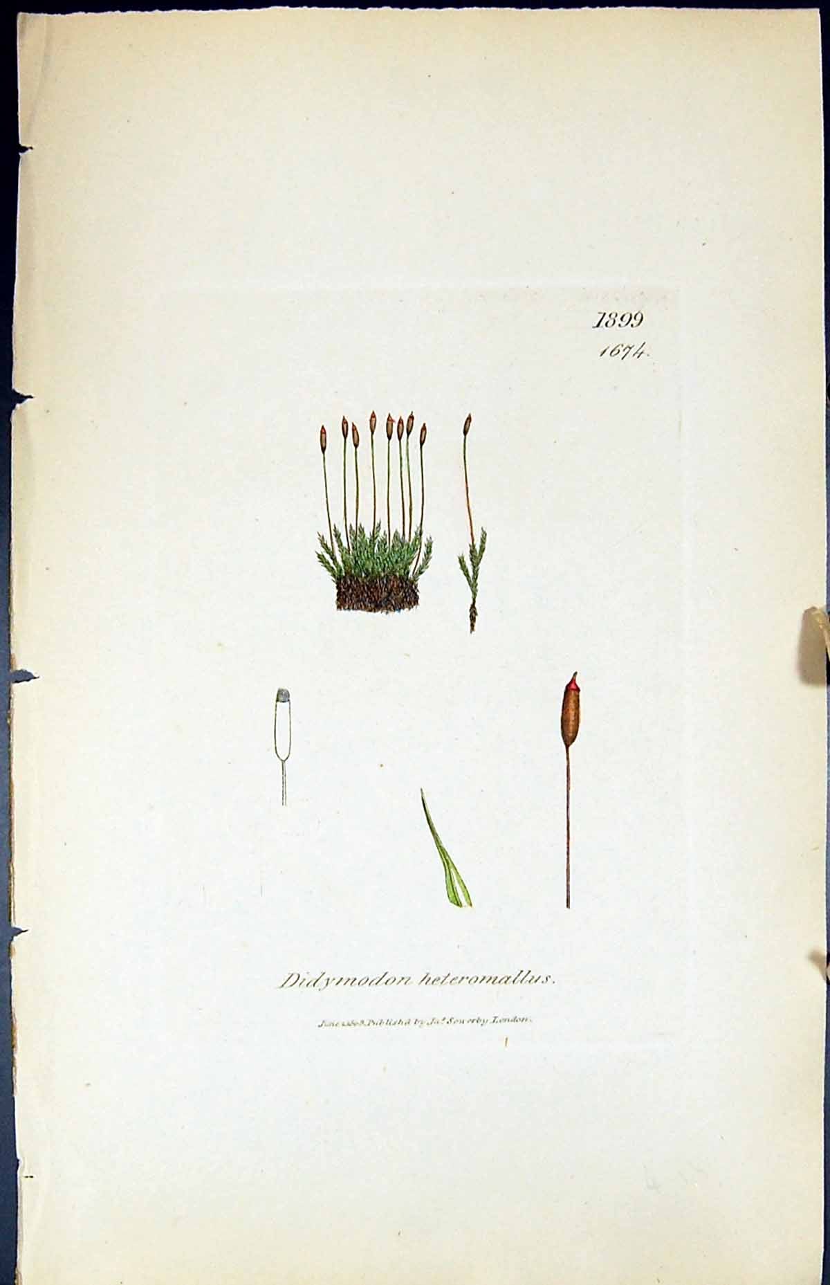 Old Print Didymodon Heteromallus British Plants Botany 1847 Sowerby Smith 19th