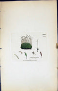 Antique Print Didymodon Homomallus British Plants Botany 1847 Sowerby Smith