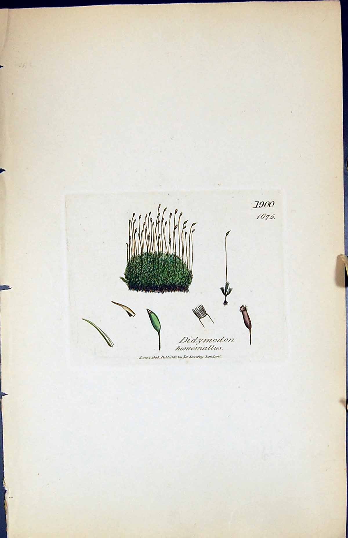 Antique Print Didymodon Homomallus British Plants Botany 1847 Sowerby Smith