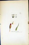 Antique Old Print Didymodon Pusillus British Plants Botany 1847 Sowerby Smith