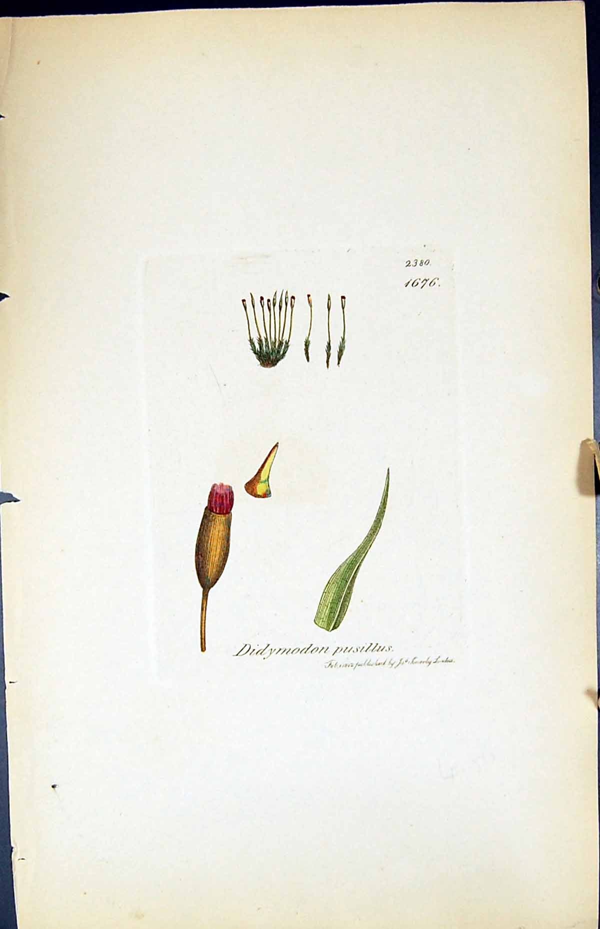 Antique Old Print Didymodon Pusillus British Plants Botany 1847 Sowerby Smith