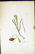 Antique Print Trichostamum Patens British Plants Botany 1847 Sowerby Smith 19th