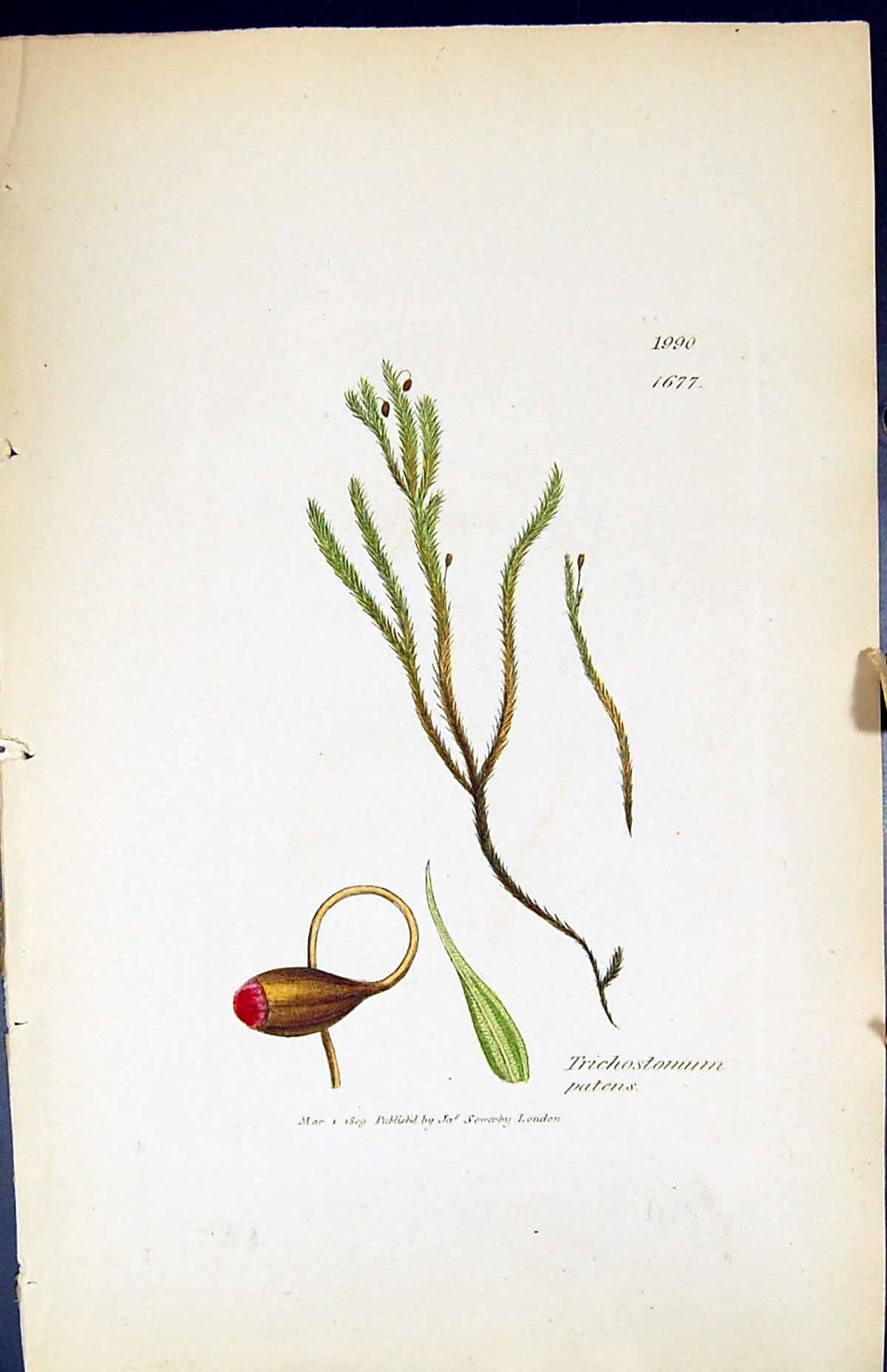 Antique Print Trichostamum Patens British Plants Botany 1847 Sowerby Smith 19th