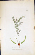 Old Trichostomum Lanuginosum British Plants Botany 1847 Sowerby Smith Victorian
