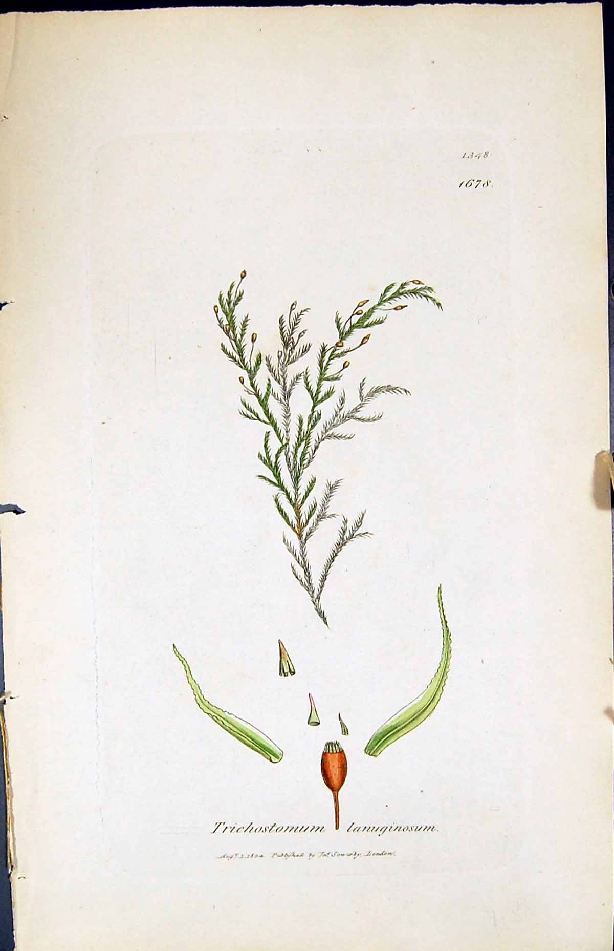 Old Trichostomum Lanuginosum British Plants Botany 1847 Sowerby Smith Victorian