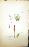 Old Print Trichostomum Canescens British Plants Botany 1847 Sowerby Smith 19th