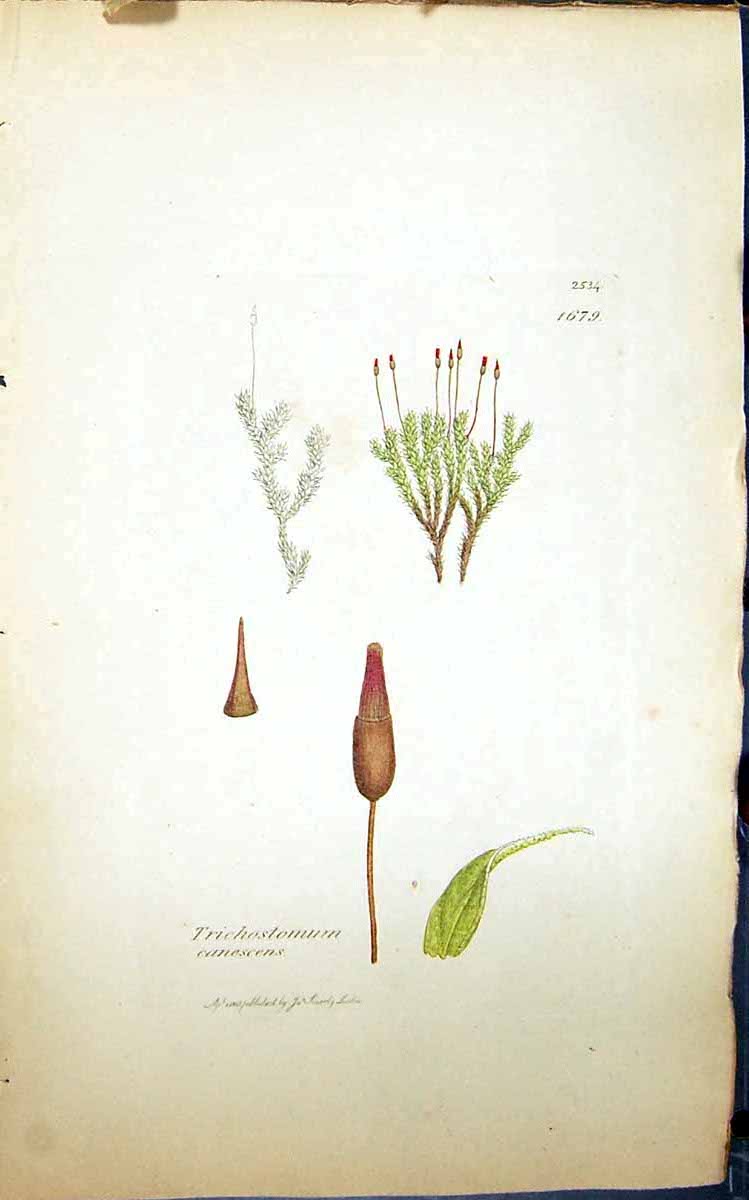 Old Print Trichostomum Canescens British Plants Botany 1847 Sowerby Smith 19th