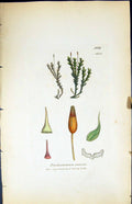 Old Print Trichostomum Ericoides British Plants Botany 1847 Sowerby Smith 19th