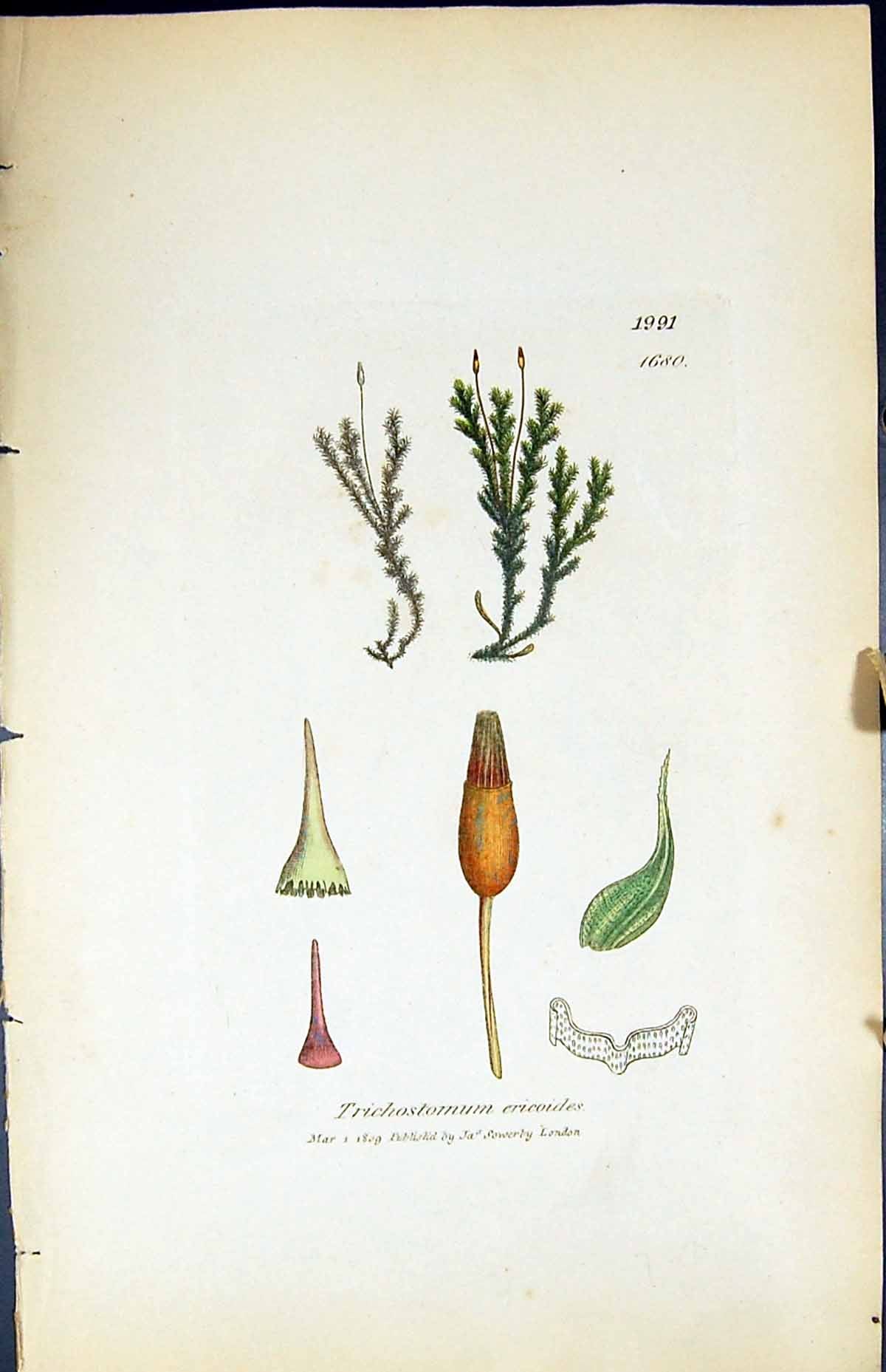 Old Print Trichostomum Ericoides British Plants Botany 1847 Sowerby Smith 19th