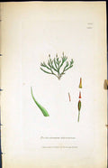 Old Trichostomum Heterosteum British Plants Botany 1847 Sowerby Smith Victorian