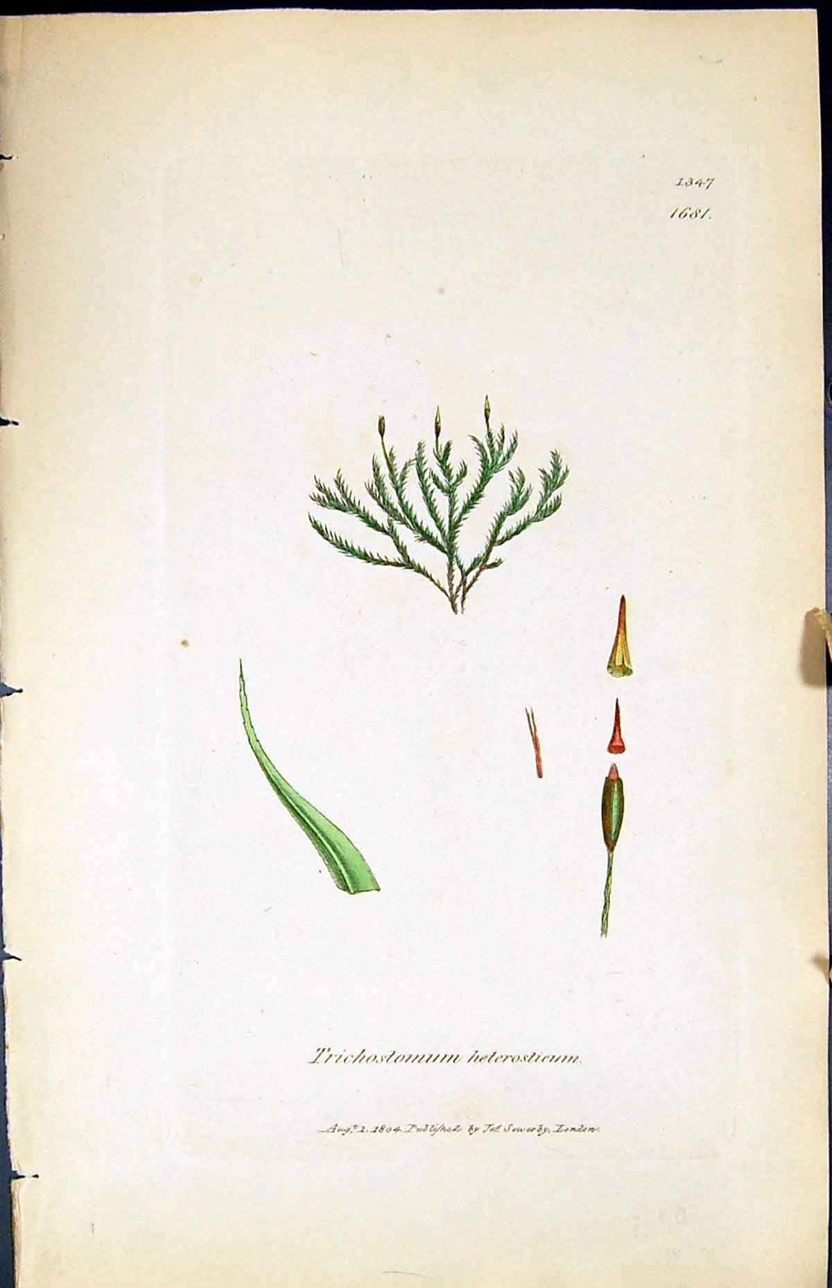 Old Trichostomum Heterosteum British Plants Botany 1847 Sowerby Smith Victorian