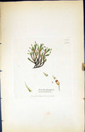 Old Trichostomum Microcarpum British Plants Botany 1847 Sowerby Smith Victorian