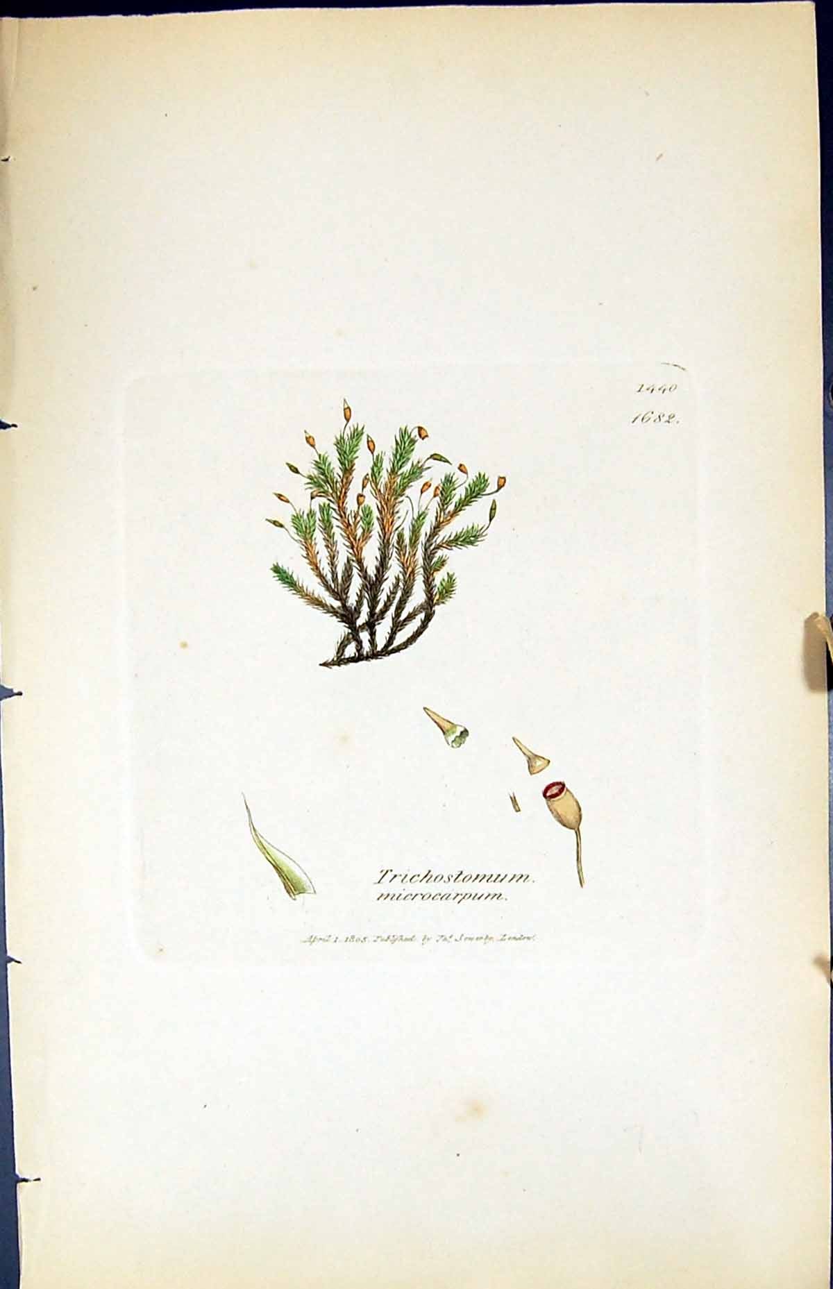 Old Trichostomum Microcarpum British Plants Botany 1847 Sowerby Smith Victorian