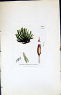 Old Print Trichostomum Aciculare British Plants Botany 1847 Sowerby Smith 19th