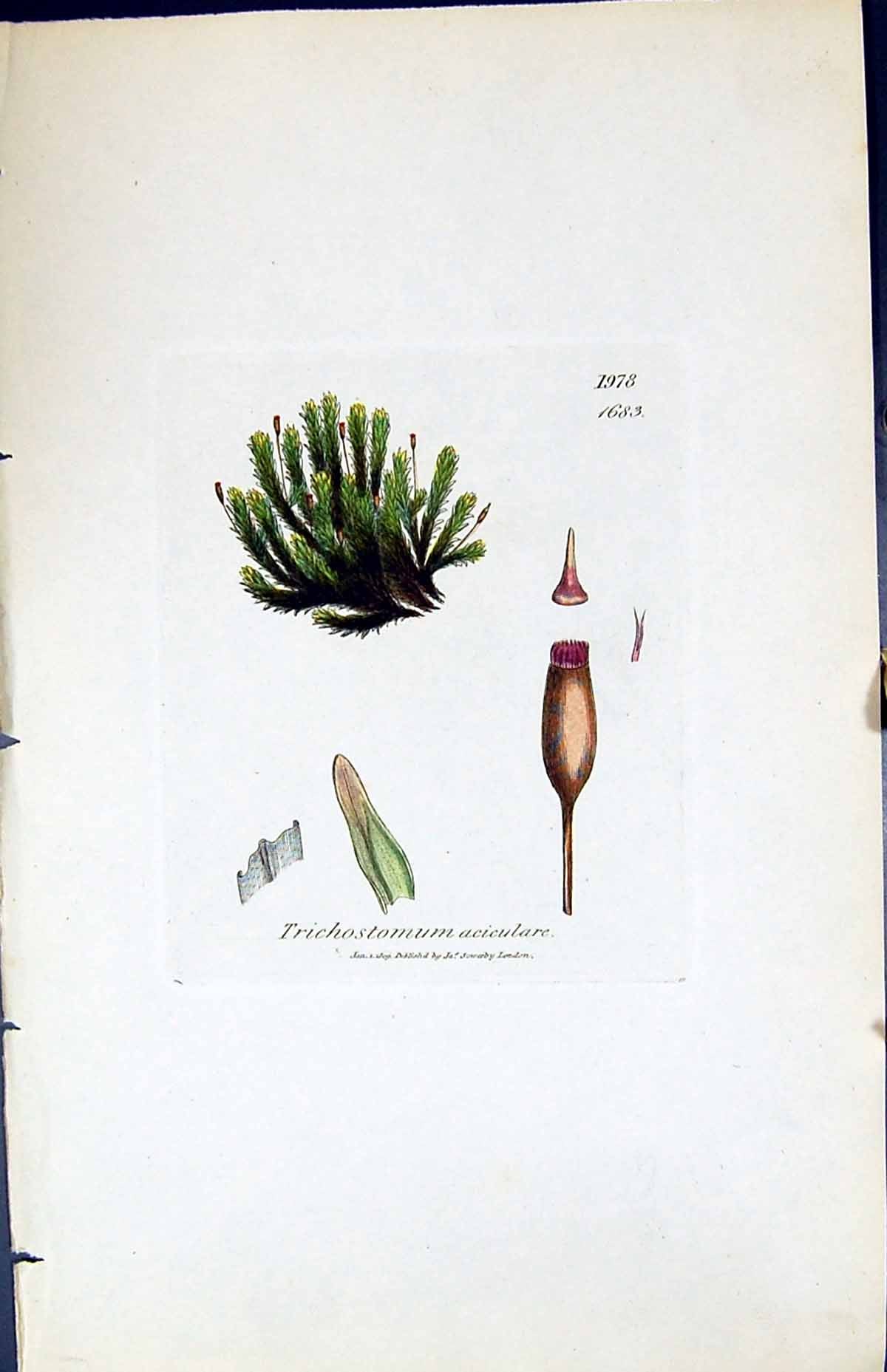 Old Print Trichostomum Aciculare British Plants Botany 1847 Sowerby Smith 19th