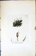 Old Trichostomum Fasciculare British Plants Botany 1847 Sowerby Smith Victorian