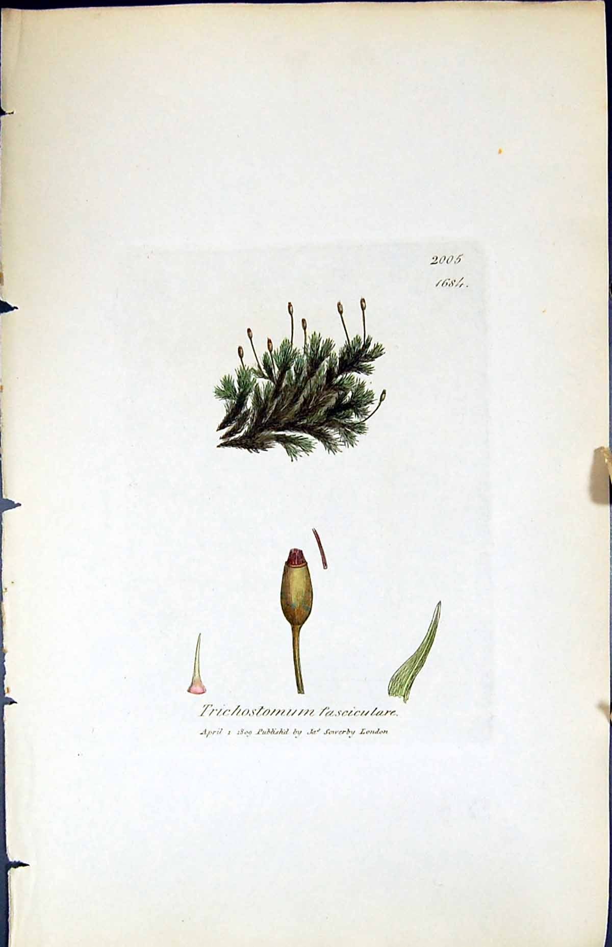 Old Trichostomum Fasciculare British Plants Botany 1847 Sowerby Smith Victorian