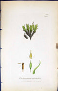 Old Trichostomum Polyphyllum British Plants Botany 1847 Sowerby Smith Victorian
