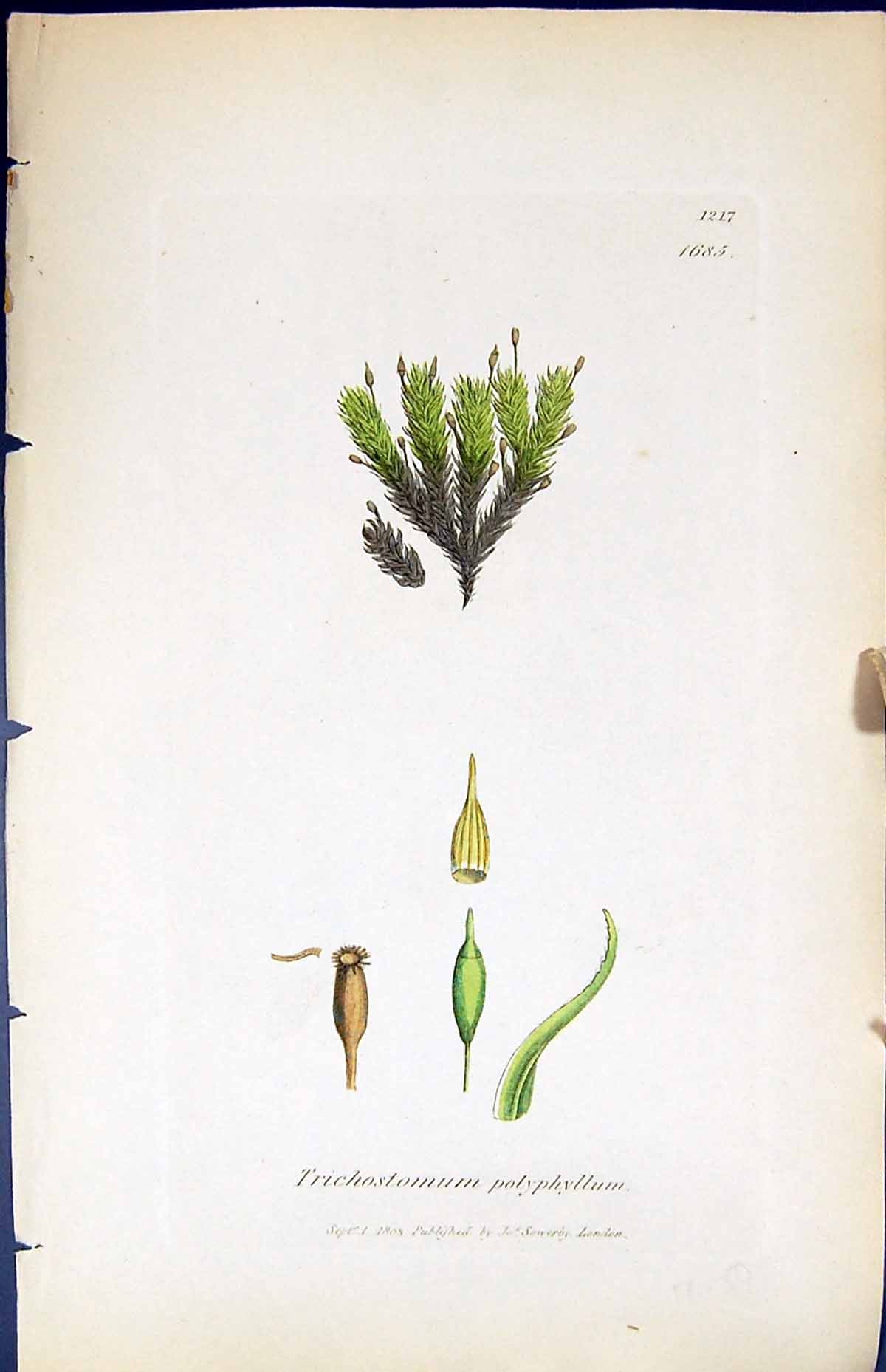 Old Trichostomum Polyphyllum British Plants Botany 1847 Sowerby Smith Victorian