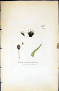 Old Trichostomum Elliplicum British Plants Botany 1847 Sowerby Smith Victorian