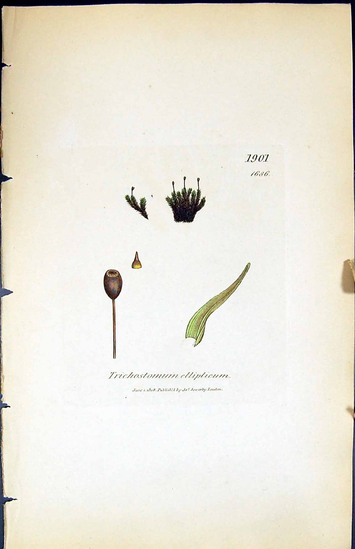 Old Trichostomum Elliplicum British Plants Botany 1847 Sowerby Smith Victorian