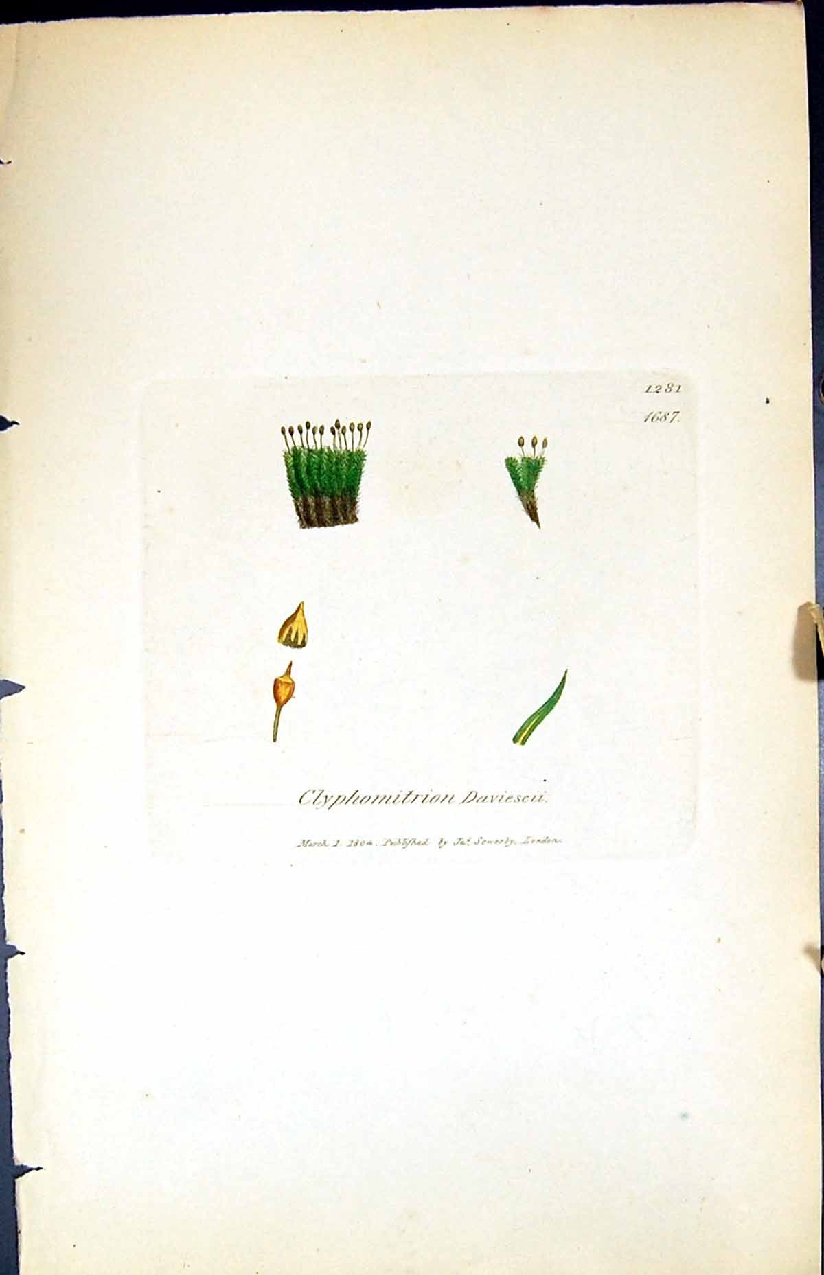 Old Clyphomitrion Davieseii British Plants Botany 1847 Sowerby Smith Victorian