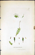 Antique Old Print Dicranum Bryoides British Plants Botany 1847 Sowerby Smith