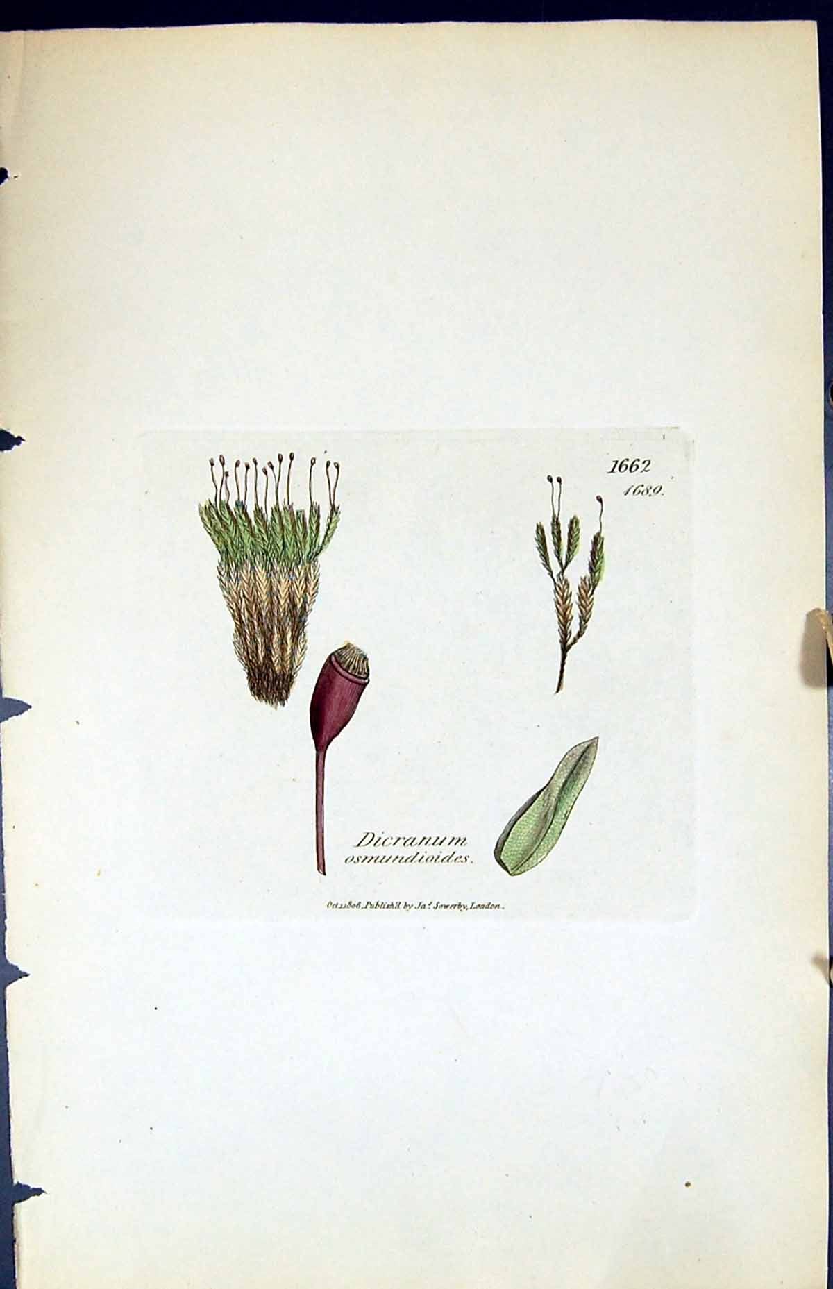 Old Print Dicranum Osmundioides British Plants Botany 1847 Sowerby Smith 19th