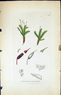 Antique Print Dicranum Adiantoides British Plants Botany 1847 Sowerby Smith