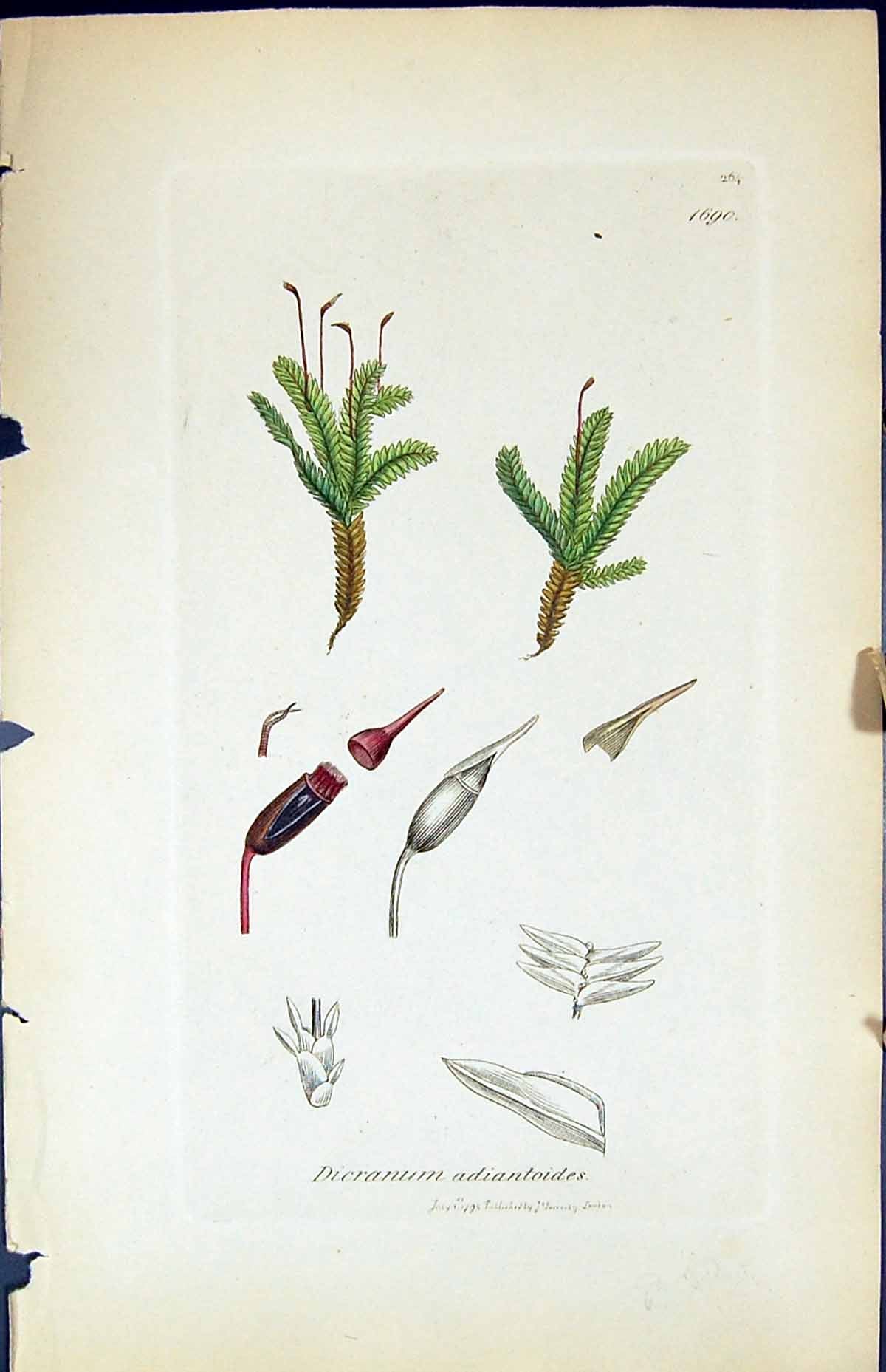 Antique Print Dicranum Adiantoides British Plants Botany 1847 Sowerby Smith