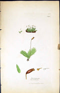 Antique Print Dicranum Taxifolium British Plants Botany 1847 Sowerby Smith 19th