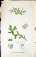 Old Print Jungermannia Pubescens British Plants Botany 1847 Sowerby Smith 19th